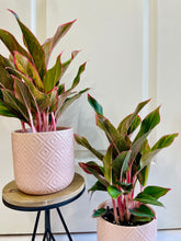 Load image into Gallery viewer, Red Siam Aurora (Aglaonema)