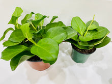 Load image into Gallery viewer, Hoya Pachyclada