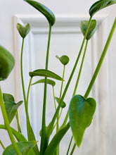 Load image into Gallery viewer, Tiny Dancers Alocasia (Alocasia “Tiny Dancers”)