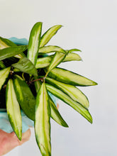 Load image into Gallery viewer, Hoya Wayetii Variegata