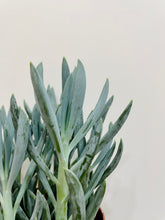 Load image into Gallery viewer, Blue chalk sticks (senecio Serpens)