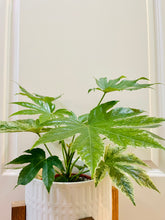 Load image into Gallery viewer, Japanese Aralia (Fatsia Japonica Variegata)