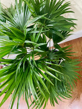 Load image into Gallery viewer, Fan palm tree (Cocos nucifera)