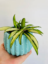 Load image into Gallery viewer, Hoya Wayetii Variegata