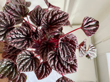Load image into Gallery viewer, Peperomia Caperata