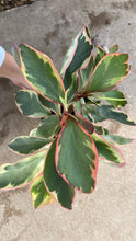 Load image into Gallery viewer, Peperomia Ginny