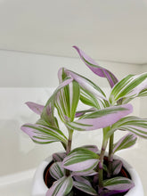 Load image into Gallery viewer, Tradescantia Nanouk (Tradescantia B. Variegata)