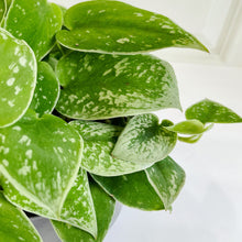 Load image into Gallery viewer, Satin Pothos (Scindapsus Pictus Argyraeus)