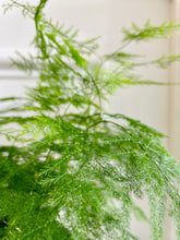 Load image into Gallery viewer, Lace fern (Asparagus setaceus)