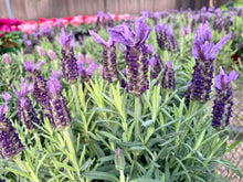Load image into Gallery viewer, Lavender varieties