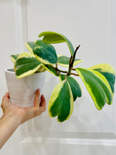 Load image into Gallery viewer, Hoya Kerrii Variegated (Hoya Kerrii Albo)