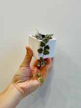 Load image into Gallery viewer, Variegated String of Hearts (Ceropegia woodii variegata )