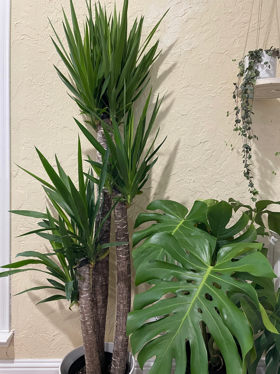 about yucca cane Yucca Cane (Yucca gigantea elephantipes) – Happy Sunrize