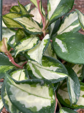 Load image into Gallery viewer, Hoya Carnosa Krimson Princess