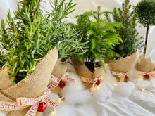 Load image into Gallery viewer, Norfolk Pine