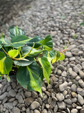 Load image into Gallery viewer, Heartleaf Philodendron (Philodendron Brasil)