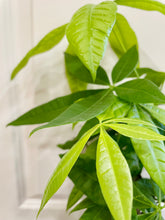 Load image into Gallery viewer, Money Tree (Pachira)