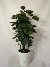 Load image into Gallery viewer, Aralia Fabian (Polyscias scutellaria ‘Fabian’)