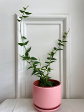 Load image into Gallery viewer, Hoya Bella