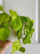 Load image into Gallery viewer, Lemon lime Philodendron (Philodendron Hederaceum Lemon Lime)