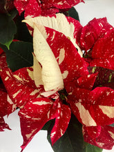 Load image into Gallery viewer, Christmas Poinsettias