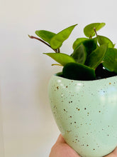 Load image into Gallery viewer, Robin's Egg Pot