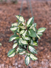 Load image into Gallery viewer, Hoya Carnosa Krimson Princess