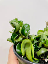 Load image into Gallery viewer, Hoya Hindu Rope (Hoya Carnosa Compacta)