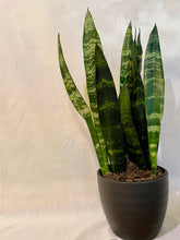 Load image into Gallery viewer, Snake Plants (Sansevieria)