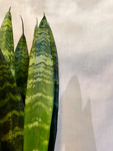 Load image into Gallery viewer, Snake Plants (Sansevieria)