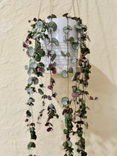 Load image into Gallery viewer, String of Hearts (Ceropegia woodii)