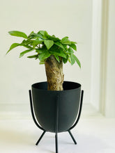 Load image into Gallery viewer, Money Tree (Pachira)