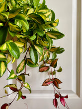 Load image into Gallery viewer, Hoya Carnosa Krimson Princess