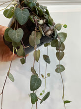 Load image into Gallery viewer, String of Hearts (Ceropegia woodii)