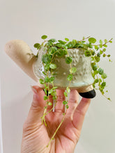 Load image into Gallery viewer, Take it Slow