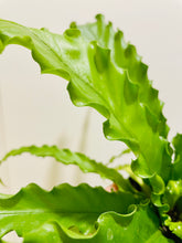 Load image into Gallery viewer, Birds Nest Fern