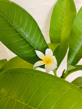 Load image into Gallery viewer, Plumeria Hawaiian Lei Flowers (Frangipani)