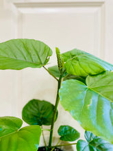 Load image into Gallery viewer, Ficus Umbellata (Ficus Umbellata)