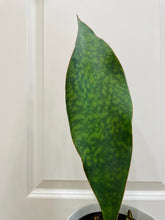 Load image into Gallery viewer, Whale Fin Plant (Sansevieria Masoniana)