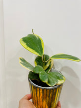 Load image into Gallery viewer, Hoya Kerrii Variegated (Hoya Kerrii Albo)