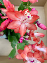 Load image into Gallery viewer, Holiday Cactus