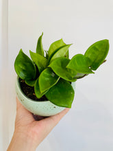 Load image into Gallery viewer, Hoya Chelsea