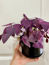 Load image into Gallery viewer, Purple Shamrock (Oxalis Triangularis)