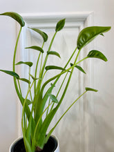 Load image into Gallery viewer, Tiny Dancers Alocasia (Alocasia “Tiny Dancers”)