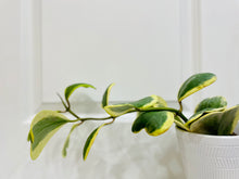 Load image into Gallery viewer, Hoya Kerrii Variegated (Hoya Kerrii Albo)