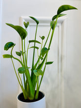 Load image into Gallery viewer, Tiny Dancers Alocasia (Alocasia “Tiny Dancers”)