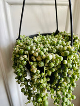 Load image into Gallery viewer, Variegated String of Pearls (Senecio or Curio rowleyanus f. variegatus)