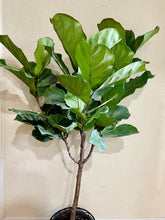 Load image into Gallery viewer, Fiddle Leaf Fig (Ficus Lyrata)