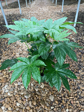 Load image into Gallery viewer, Japanese Aralia (Fatsia Japonica Variegata)