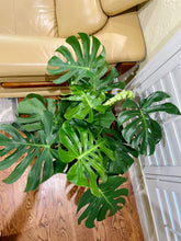Load image into Gallery viewer, Monstera Deliciosa